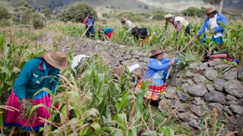 Puerto de Chancay desarrollará el agro y permitirá menores precios
