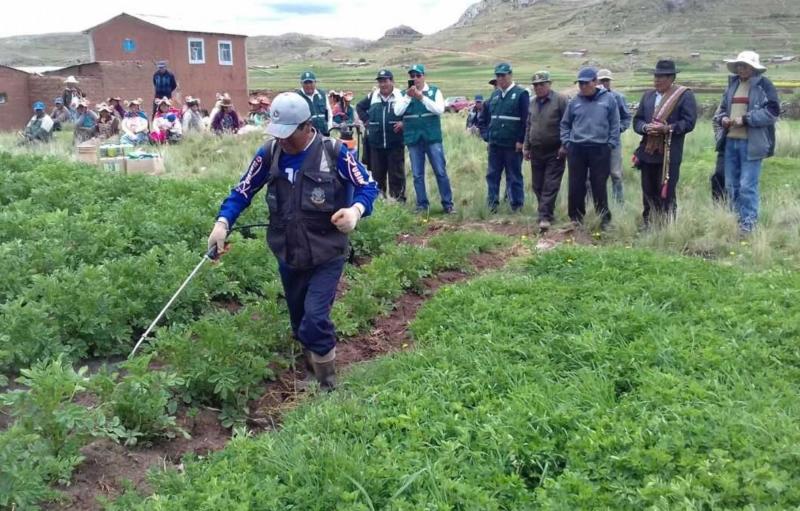 Puno: AgroRural aplica abono foliar para proteger 540 hectáreas de cultivo ante las heladas