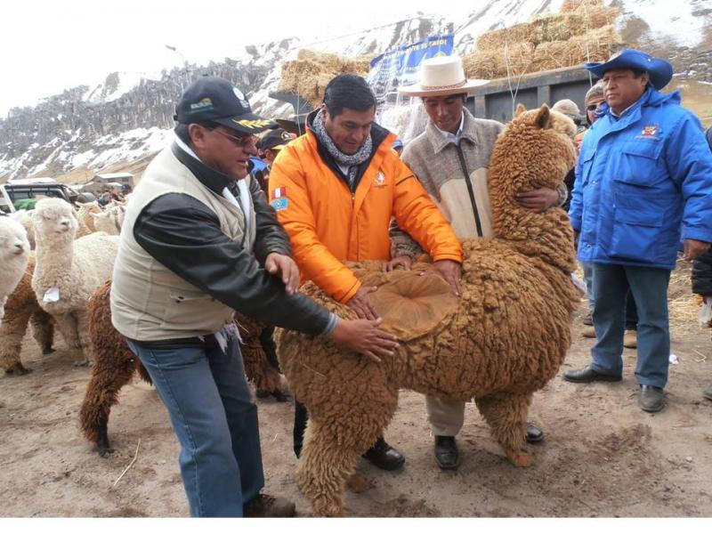 PUNO: DESTINARÁN S/.2 MILLONES PARA CONTRARRESTAR HELADAS EN GANADO