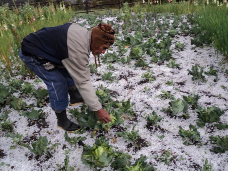 PUNO: GRANIZADAS AFECTAN MÁS DE 4 MIL HECTÁREAS DE CULTIVO