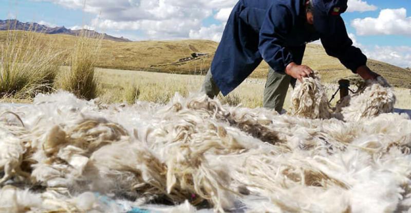 Puno: implementan planta procesadora de fibra de alpaca en Corani