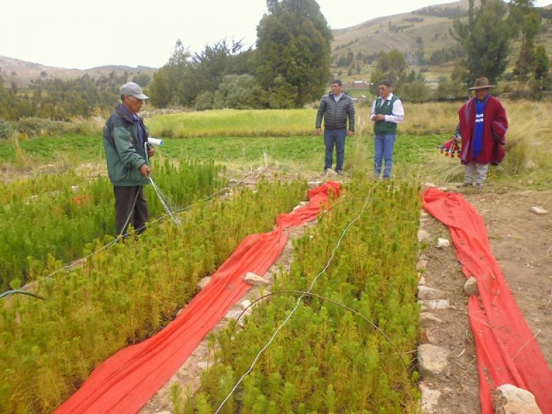 Puno: instalarán 60 mil árboles de pino en Carabaya