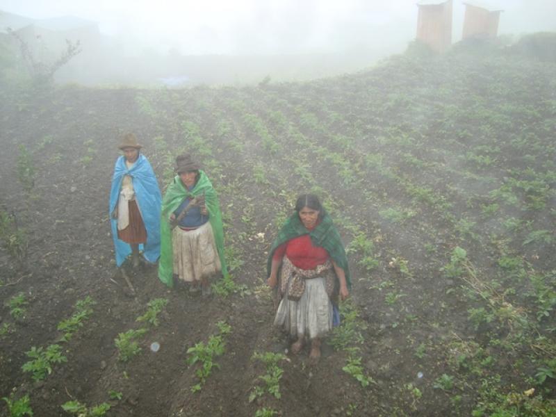 PUNO: LLUVIAS Y HELADAS PRODUJERON LA PÉRDIDA DEL 65% DE PRODUCCIÓN DE QUINUA