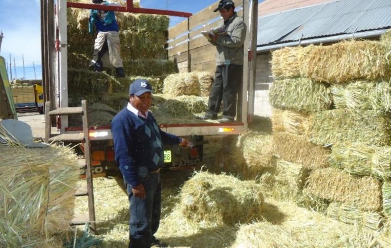 PUNO: PRODUCTORES CERTIFICAN 1.300 TONELADAS DE QUINUA ORGÁNICA