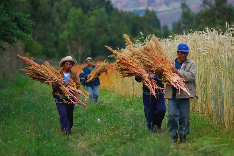 PUNO SE ESPECIALIZARÁ EN QUINUA ORGÁNICA PARA EXPORTAR