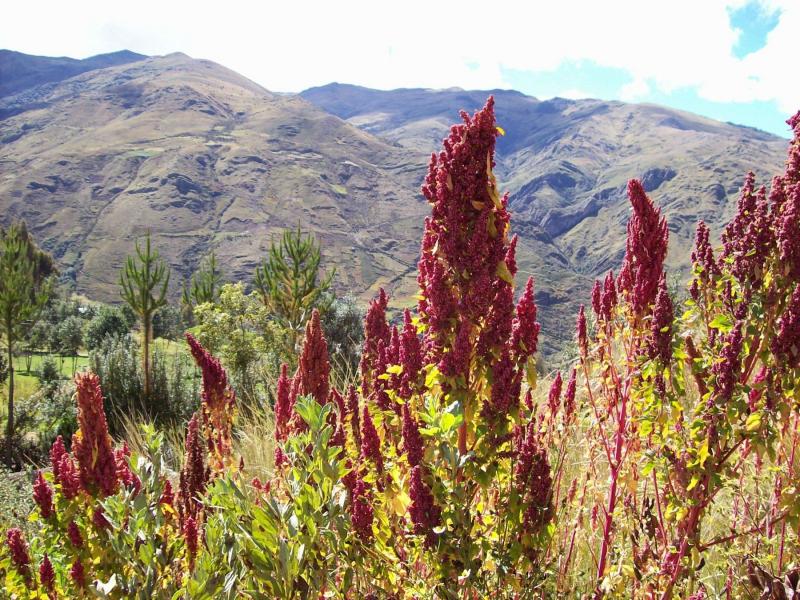 PUNO: SEIS LOCALIDADES SON RECONOCIDAS POR PRESERVAR VARIEDADES NATIVAS DE QUINUA