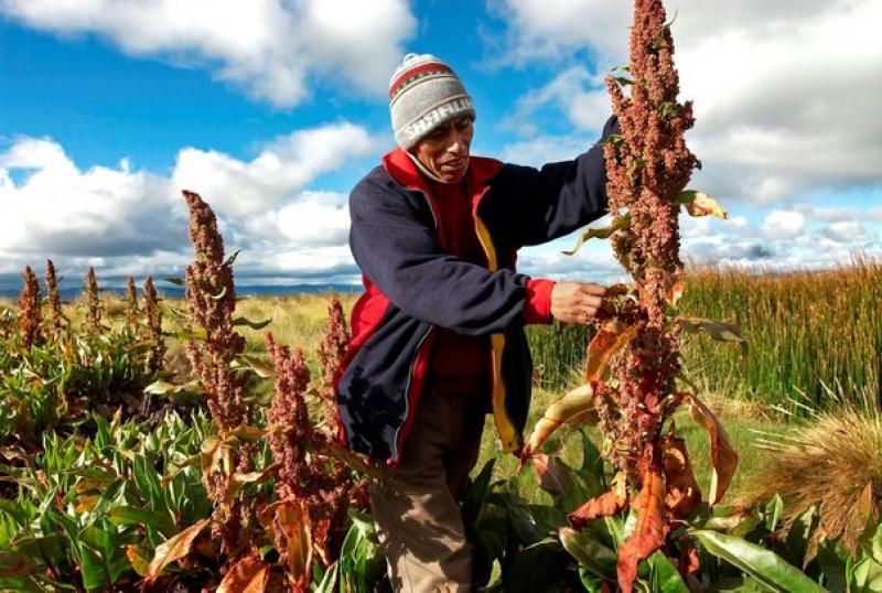 Puno siembra más de 36 mil hectáreas de quinua al año