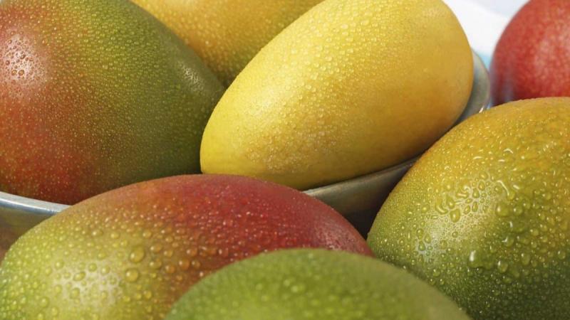 ¿Qué proyecta la industria del mango para 2025?