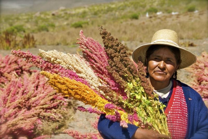 Quinua es la tercera cadena productiva más beneficiada por Agroideas