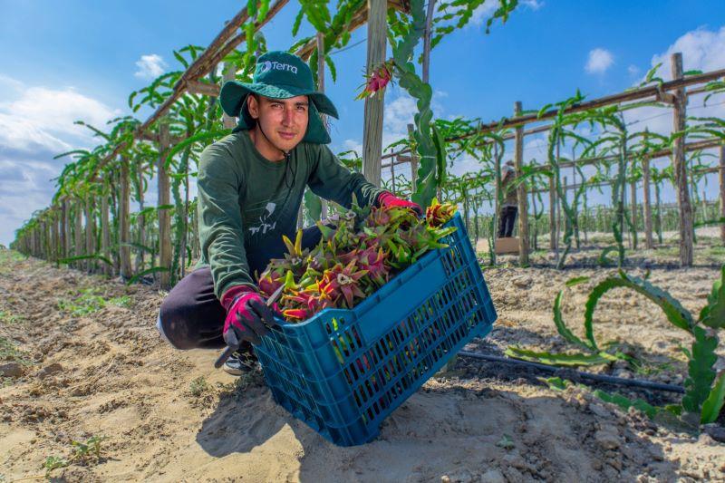 R Coorp iniciará quinta etapa de su Proyecto Terra, donde sembrarán 80 hectáreas de pitahaya