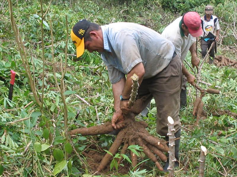 REALIZAN ECUESTA SOBRE INTENCIONES DE SIEMBRA EN LA REGIÓN SAN MARTÍN