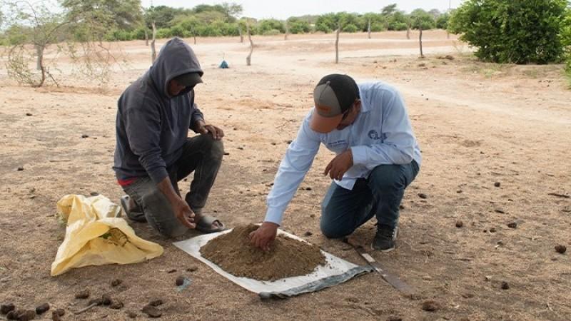 Realizan muestreo de suelos a más de 120 productores de limón del Medio Piura