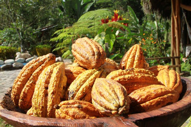 REALIZAN SEMINARIO SOBRE RETOS Y DESAFÍOS DEL CACAO FINO DE AROMA