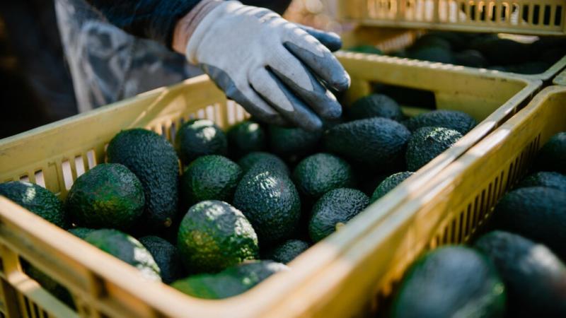 Recomendaciones agronómicas para la palta peruana