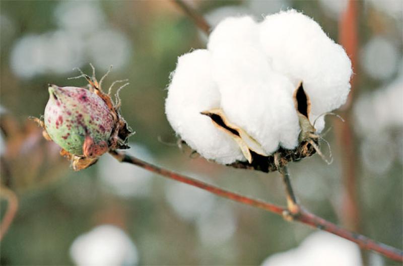 RECOMIENDAN CULTIVAR ALGODÓN EN LA SELVA 