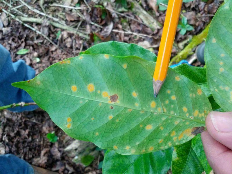 RECOMIENDAN SEMBRAR BANANO MIENTRAS SE RENUEVAN CAFETOS AFECTADOS POR ROYA 