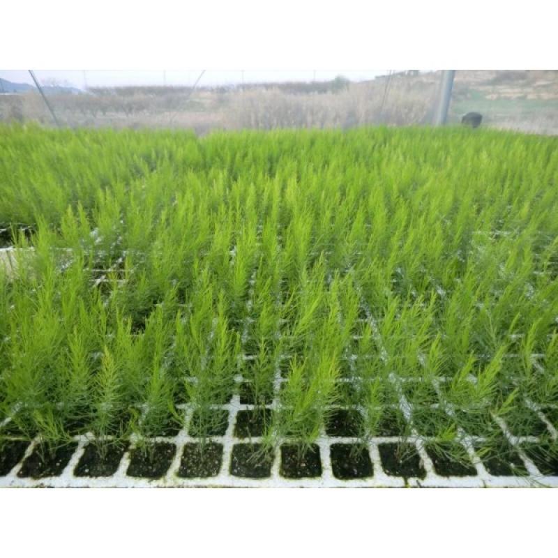 RECOMIENDAN USO DE PLANTINES EN HORTALIZAS QUE NO SON DE RAÍZ