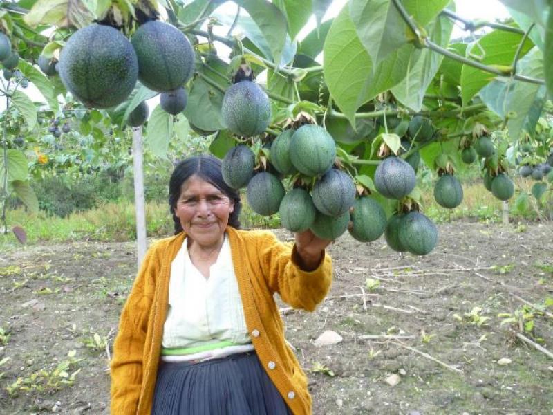 RECONOCEN TRABAJO DEL SENASA EN FAVOR DE AGRICULTORES DE HUÁNUCO