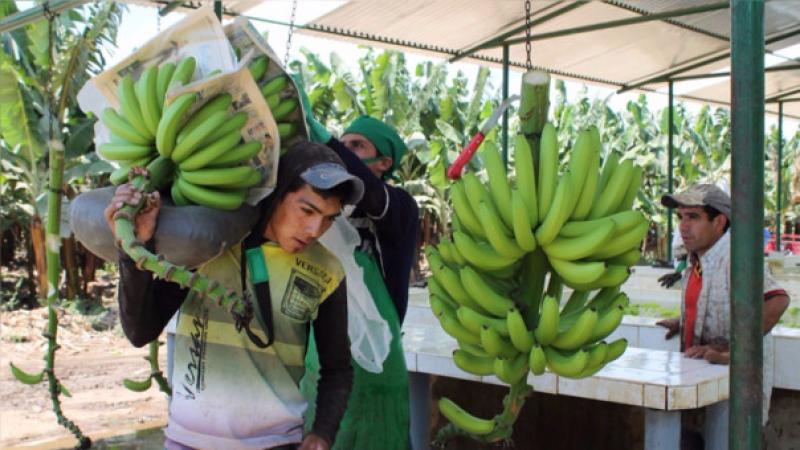 Reconvierten 225 hectáreas de arroz en banano orgánico por S/ 7.7 millones en Piura