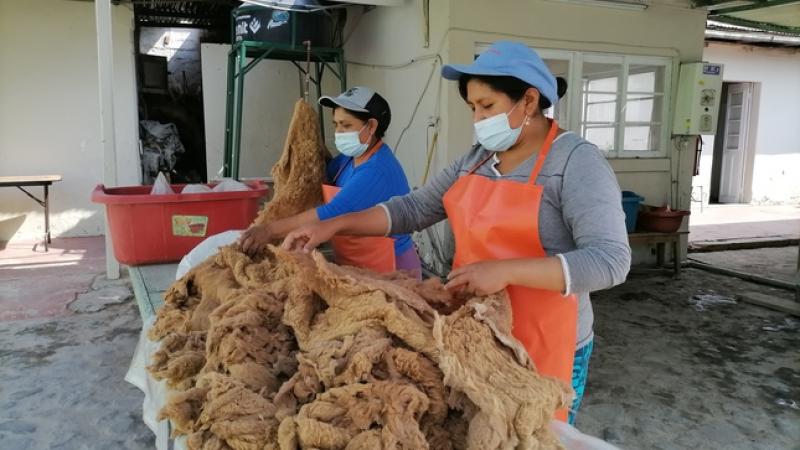 Récord histórico en la cantidad de fibra de vicuña acopiada en la primera mitad del año