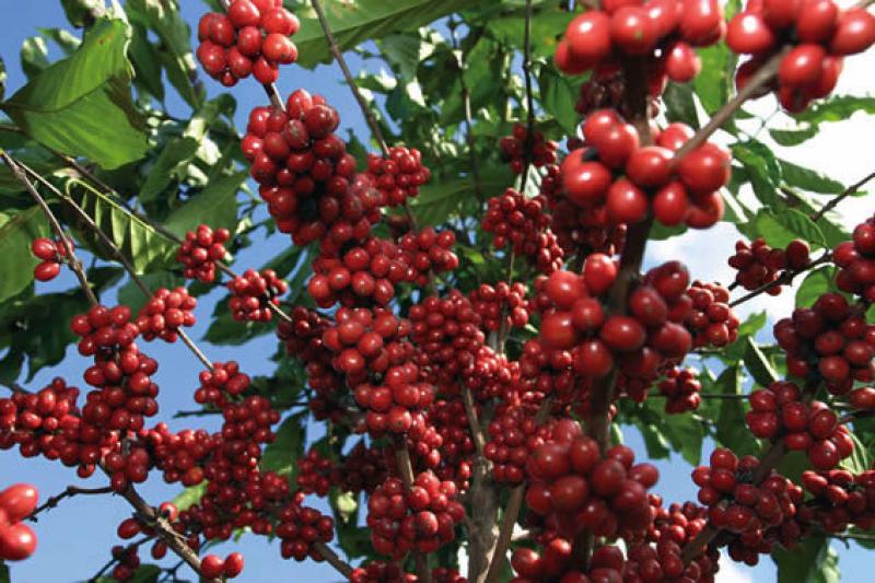 Récord histórico ubica al café como la bebida de mayor consumo a nivel global