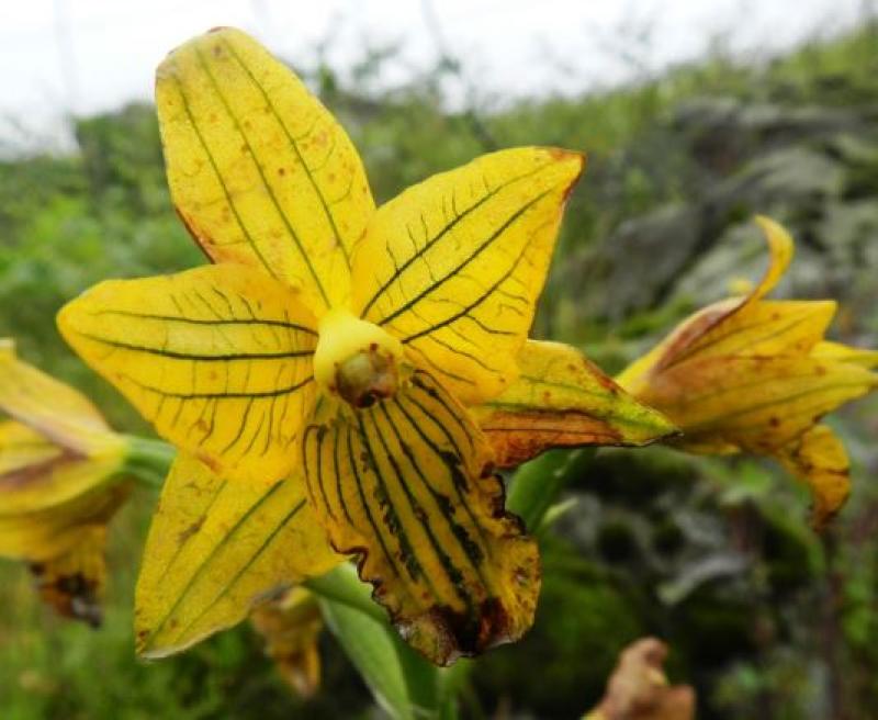 REDESCUBREN ORQUÍDEA DE LIMA QUE SE CREÍA EXTINTA HACE MEDIO SIGLO