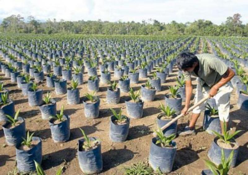 REFORESTARÁN 3.639 HECTÁREAS DE BOSQUES EN HUÁNUCO