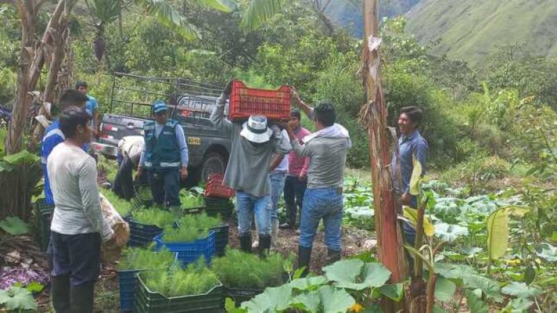 Reforestarán con 27 mil plantones de pinos la Selva Central