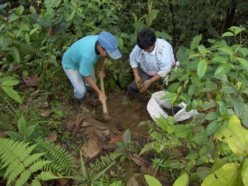 REGIÓN PASCO EN SERIO PROCESO DE REFORESTACION