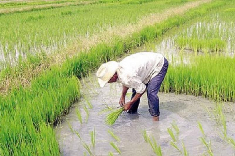 Región San Martín puede liderar la segunda reforma agraria por sus avances en cultivos