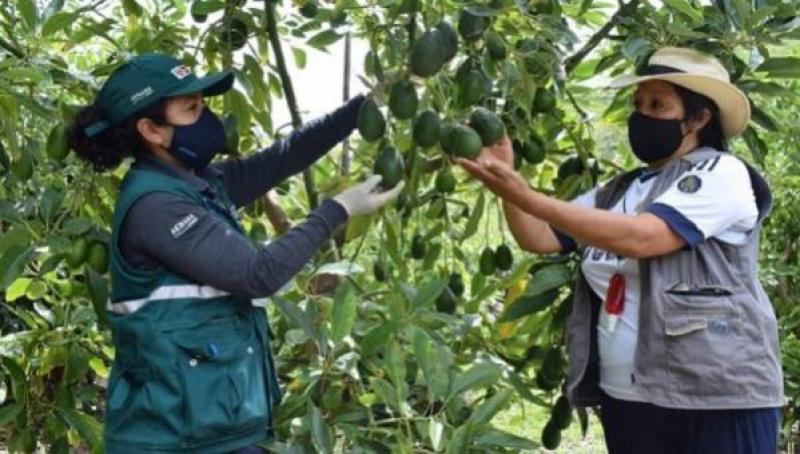 Regionalización de Senasa pondría en jaque control de plagas y la exportación agrícola