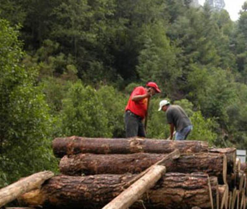 REGLAMENTACIÓN DE LA LEY FORESTAL EN FASE FINAL