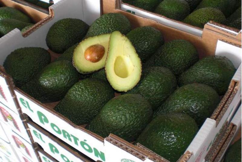 Renegociación de TLC entre países de Norteamérica encarecería el precio de la palta