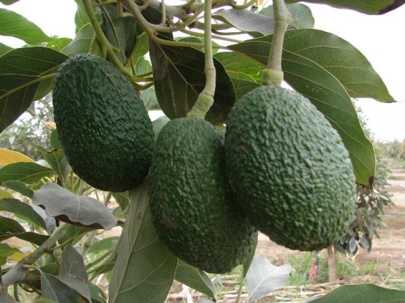 RETRASO EN EXPORTACIÓN DE PALTA NO AFECTA VOLUMEN, PERO PROLONGA CAMPAÑA