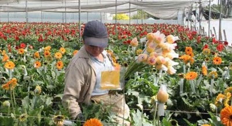 ROOTS: EXPORTACIÓN DE FLORES FRESCAS CRECERÍA ENTRE 10% Y 12%