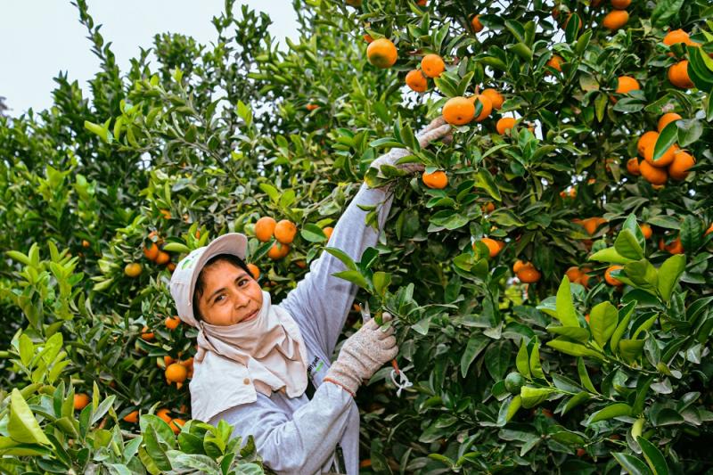 S/ 35 millones para el cofinanciamiento de Proyectos de Reconversión Productiva Agropecuaria este año