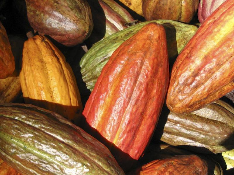 SALÓN DEL CACAO Y CHOCOLATE 2012  GENERARÍA NEGOCIOS POR US$ 15 MILLONES