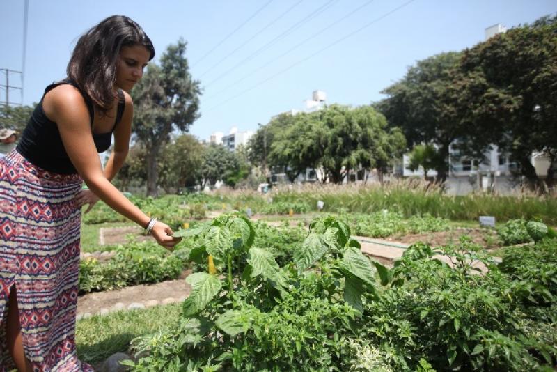 SAN BORJA PROYECTA CONTAR CON 12 BIOHUERTOS URBANOS AL FINALIZAR ESTE AÑO