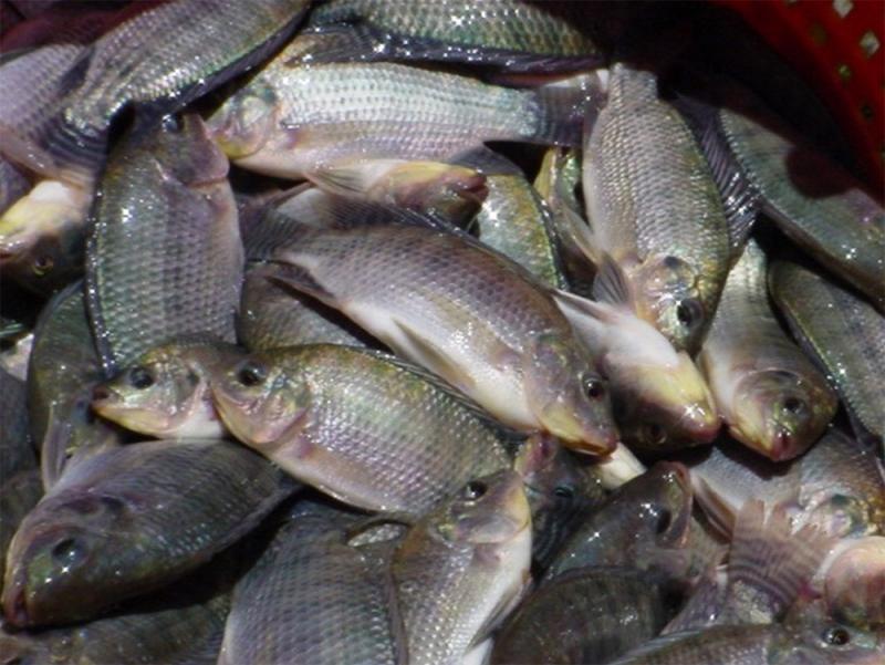 San Martín: acuicultores aumentarán productividad de tilapia con proyecto innovador