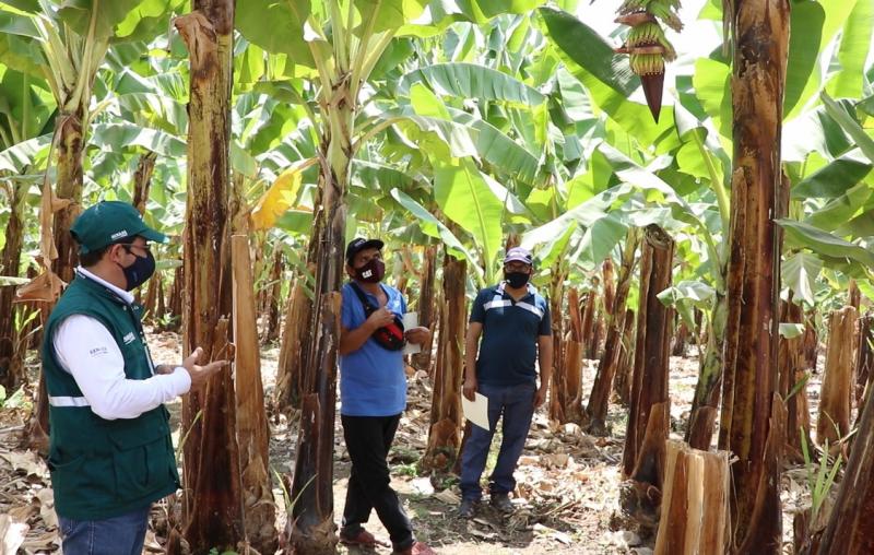 San Martín: certifican predios en Buenas Prácticas Agrícolas que producirán alimentos sanos e inocuos