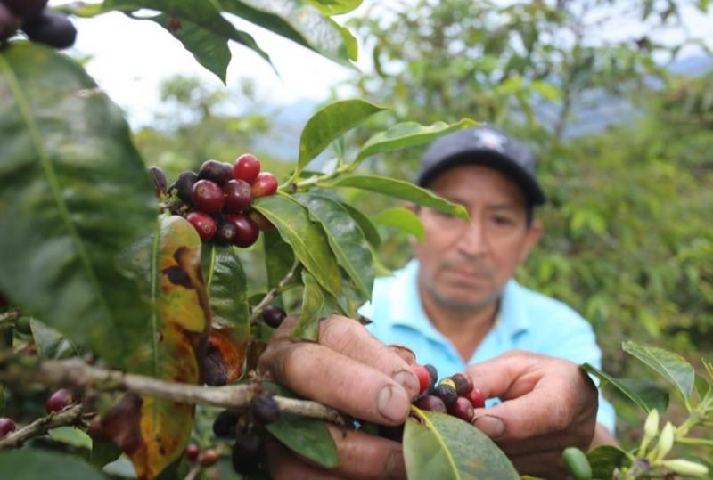 San Martín es la región con mayor producción de café a nivel nacional