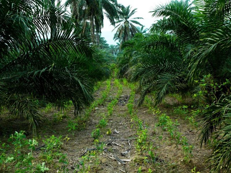 SAN MARTÍN PRODUCIRÁ MÁS PALMA ACEITERA Y MEJOR CACAO 