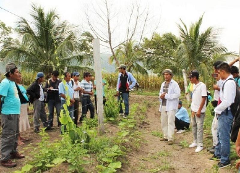 SAN MARTÍN: PRODUCTORES SON CAPACITADOS EN MANEJO AGRONÓMICO DE SACHA INCHI