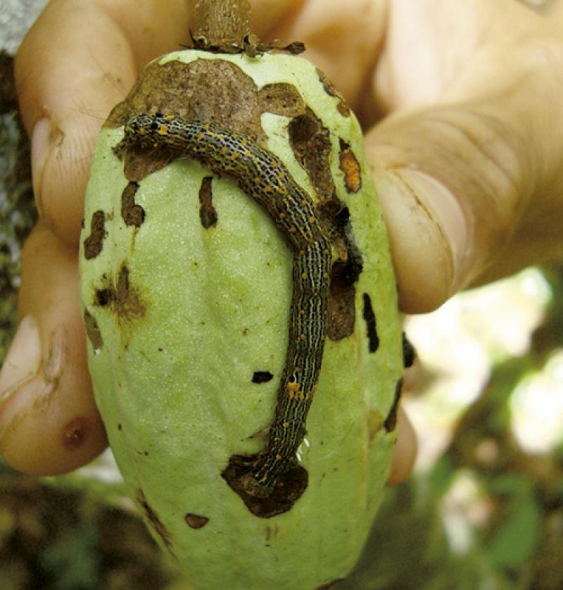 San Martín: unen esfuerzos para combatir  el mazorquero del cacao