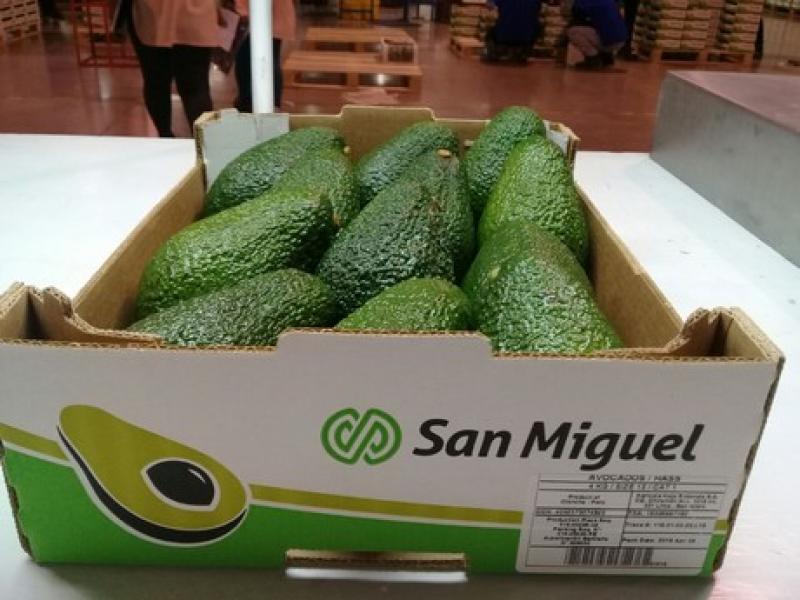 San Miguel proyecta producir 5.350 toneladas de palta para exportación en la campaña actual