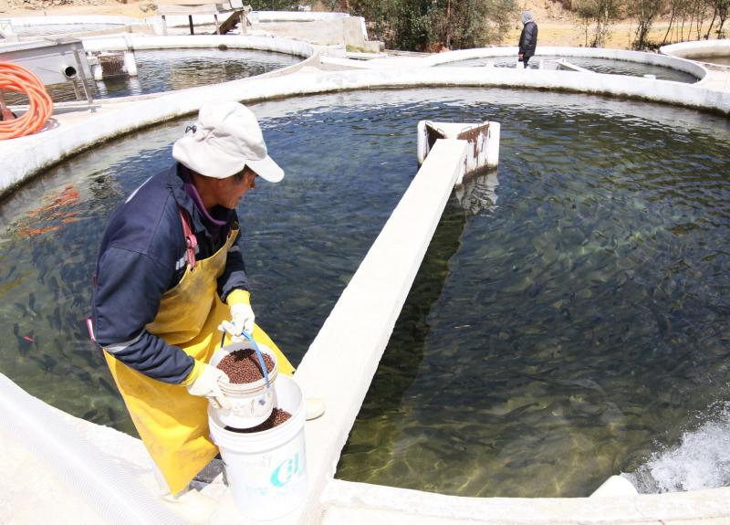 Sanipes elabora protocolo sanitario para prevenir enfermedades en los peces