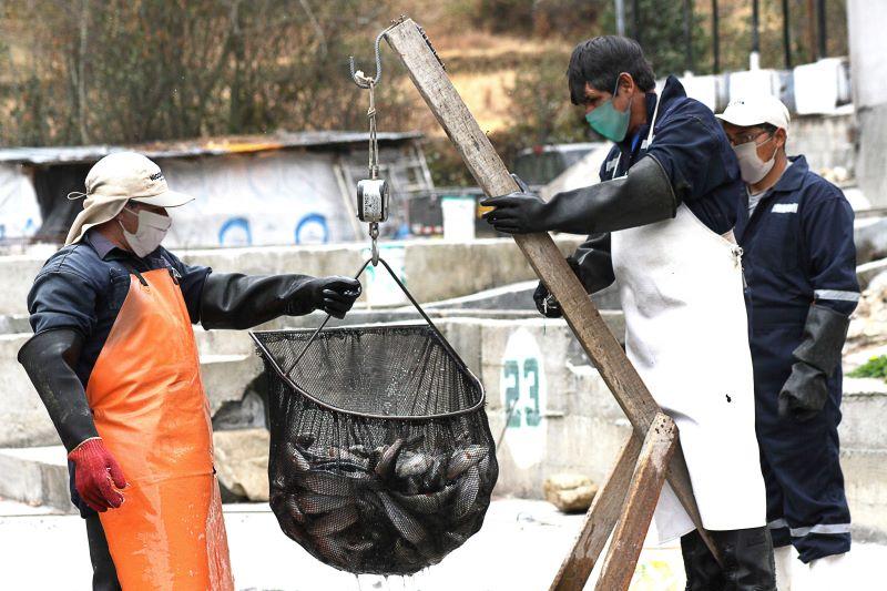 Sanipes impulsará la Habilitación Sanitaria de centros de producción de trucha en Puno