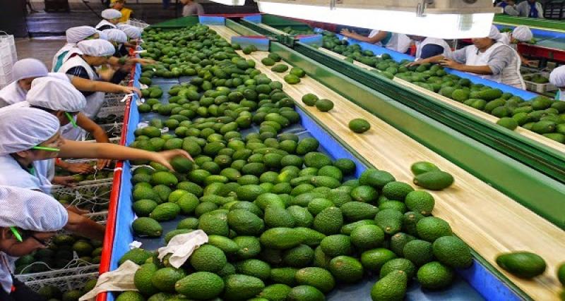 SE ABREN MERCADOS DE CHINA Y JAPÓN PARA PALTA HASS PERUANA