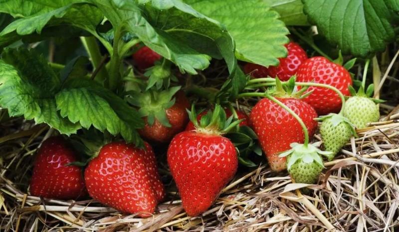 Se aproxima acuerdo para ingreso de banano orgánico a China, pitahaya a EE.UU. y un gran proyecto para fresas de Puno a Brasil