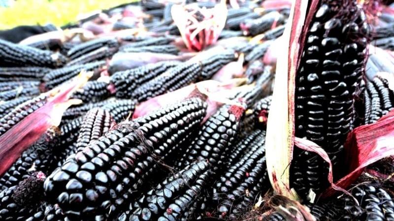 Se busca políticas para fortalecer cadena productiva del maíz morado INIA 601 en Cajamarca